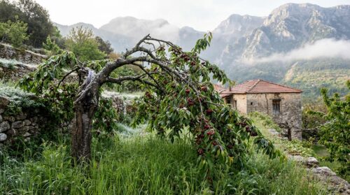 Αυτό το παλιό κερασόδεντρο αντέχει στους -15°C και δίνει ρεκόρ καρποφορίας – λίγοι Έλληνες κηπουροί το γνωρίζουν