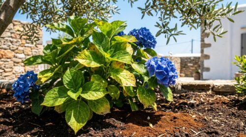 Γιατί τα φύλλα των ορτανσιών κιτρινίζουν; Η καφεΐνη στο έδαφος ξαναζωντανεύει τα άνθη