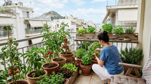 Μπαλκόνι με λαχανικά: Ο πλήρης οδηγός για καλλιέργεια στην πόλη